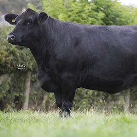 Read more about the article October 2013 – New additions purchased