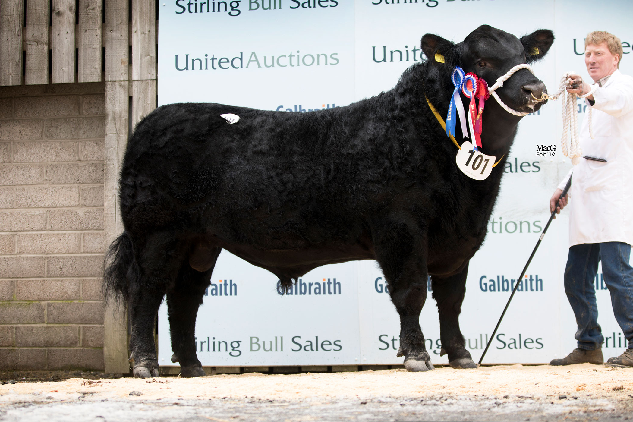 Read more about the article New stock sire joins Rulesmains Angus herd